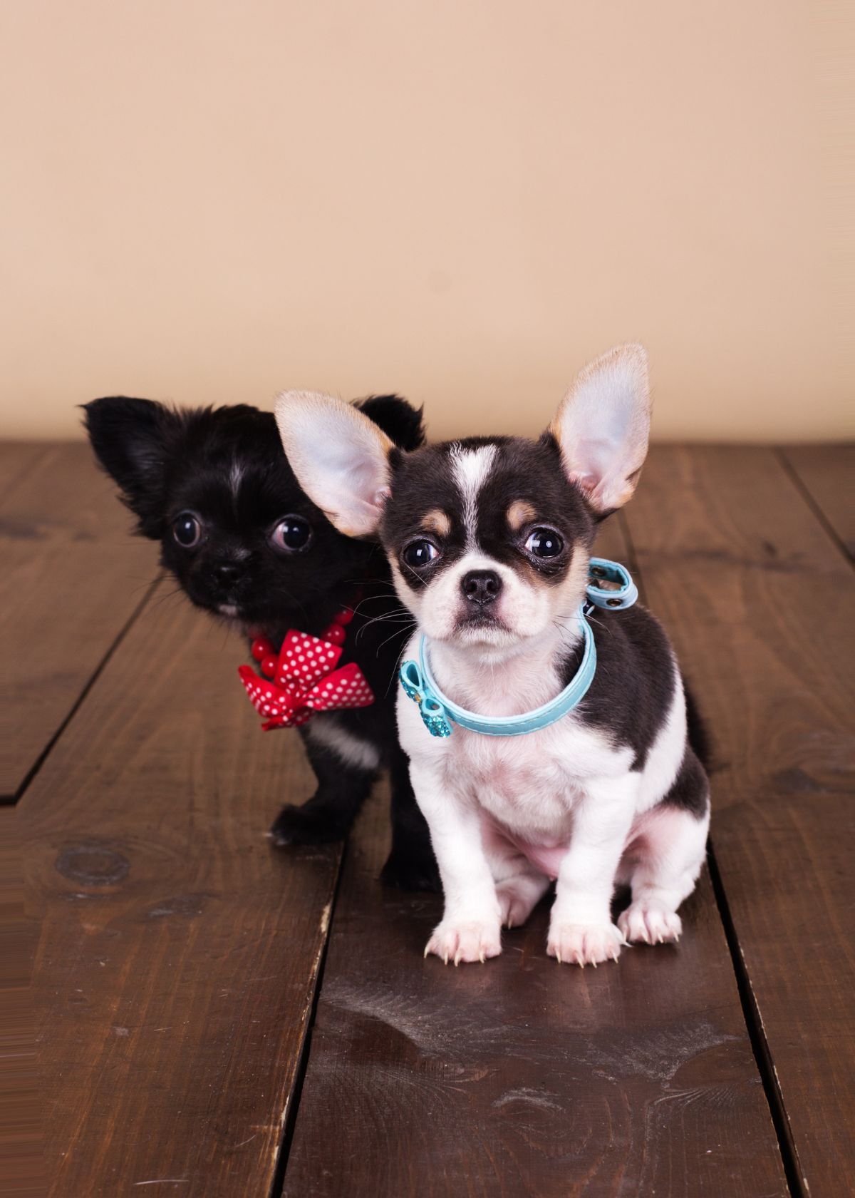 what collars are best for puppies