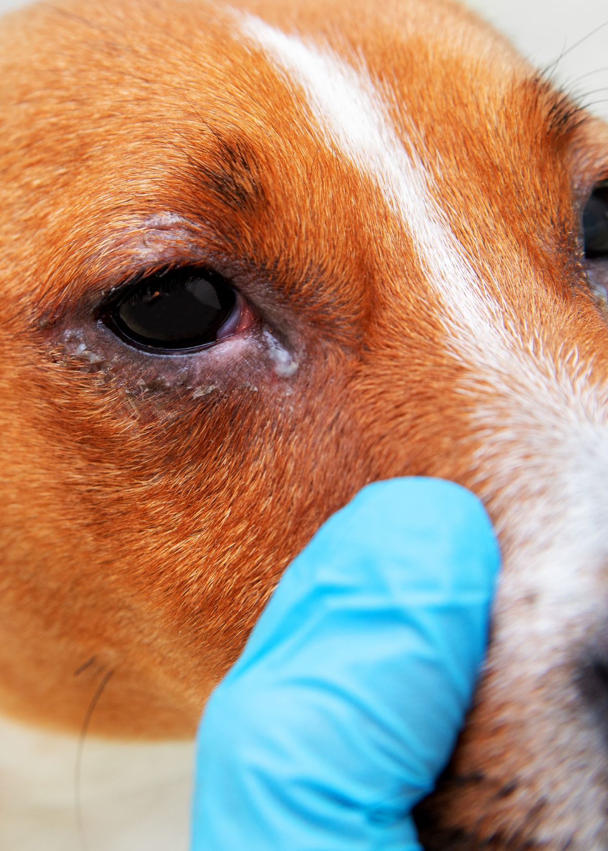 The Best Eye Infection Medicine For Your Dog 