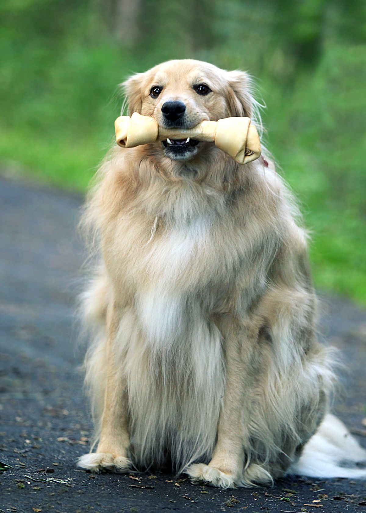 The Best Dog Bones for Large Dogs!